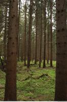 background forest 0010